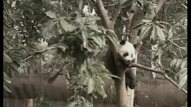 Apple iPhone 4S, China Panda & Female Bodyguards смотреть онлайн