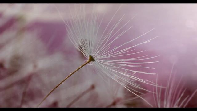 Dolby Digital / DTS HD / Dolby Digital Plus_7.1 / Dolby_2.0 / Dolby_5.1 Surround Sound Test