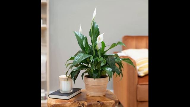 11 Best Plants for An Office With No Windows | Easy Care Plants for Windowless Office смотреть онлайн