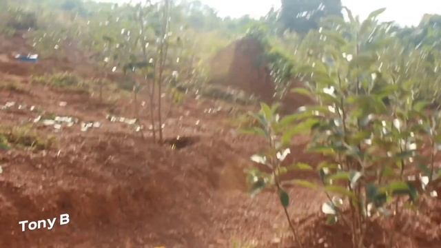 An Apple Farm Walk Around Part 2 | Uganda | смотреть онлайн