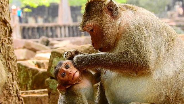 Oh No !! Roll Royce Fight Diamond Very Cruel Cos Not Breastfeeding Baby, David Hungry Much, Why