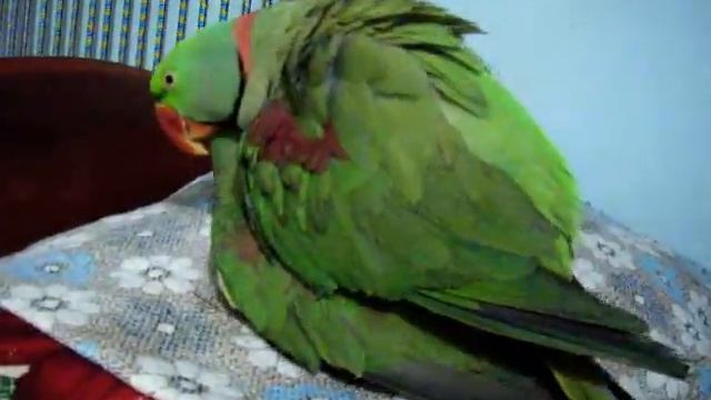 Nadeem Parrot alexandrine parakeet raa tota mating смотреть онлайн