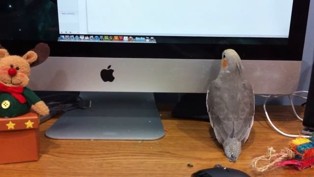 Baby cockatiel flirts with an iMac смотреть онлайн