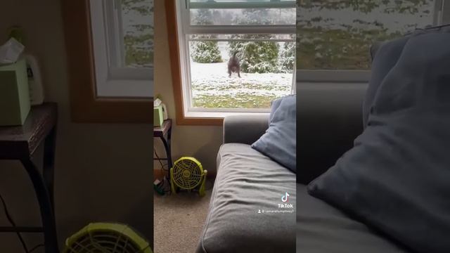 Too cold to go out, so he can go out the window! смотреть онлайн
