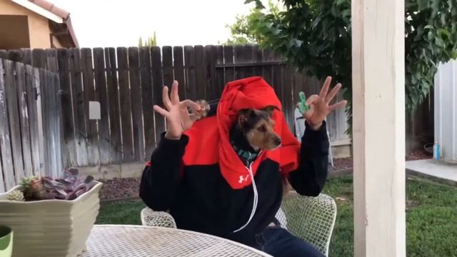 EPIC DOG FIDGET SPINNING!!! (MUST WATCH ITUNES GIVEAWAY) смотреть онлайн