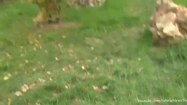 Paris big cat mystery: Paw prints 'not made by a tiger' смотреть онлайн