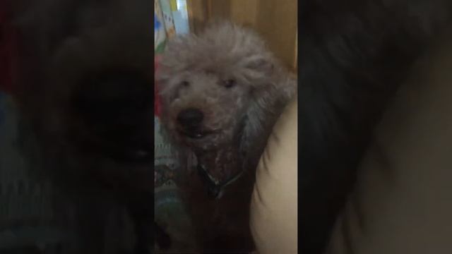 Musya wants her apple 🍎 смотреть онлайн