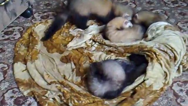 Хорьки вытираются после купания смотреть онлайн