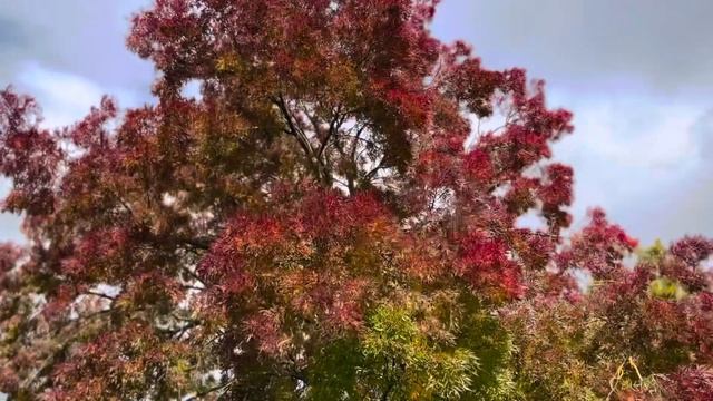 iPhone 14 Pro: Cinematic Mod Adds Even More Camera Options! смотреть онлайн