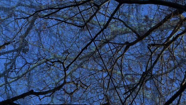 TREE ALPHA THREE 8k 2021 смотреть онлайн