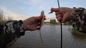 Быстрая рыбалка с DUO Tetra Works React TWRT-65