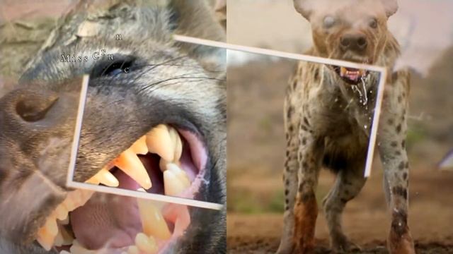 16 Animals That Have the Strongest Bite 2020 смотреть онлайн