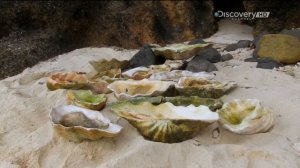 ВЫЖИВАНИЕ БЕЗ КУПЮР 1 СЕЗОН 1 СЕРИЯ. НЕОБИТАЕМЫЙ ОСТРОВ