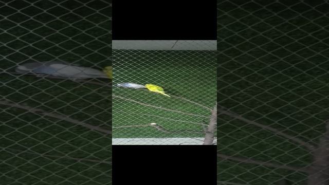 попугаи целуются смотреть онлайн