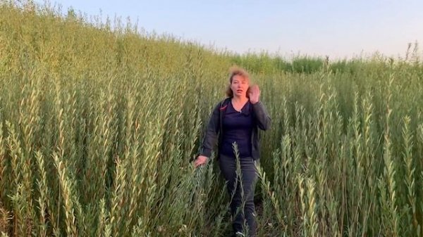 Русская ива. Видео-обзор. Уникальный сорт ивы "Маяк 2" для ландшафта и лозоплетения.