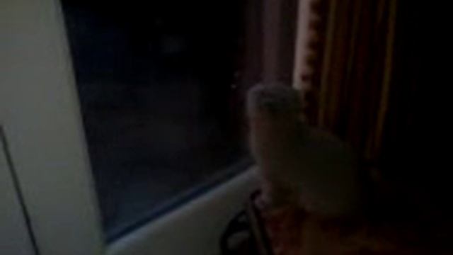 siruk looking out he window смотреть онлайн