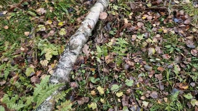 Тихая охота в Подмосковье. Зимние опята в осеннем лесу 20.10.2024г. #грибалка #тихаяохота #грибы