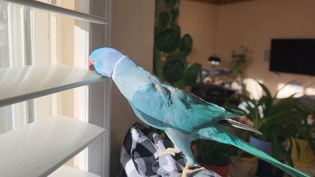 Попугай смотрит в окно / Indian ringneck looking at window смотреть онлайн