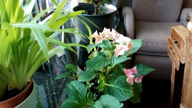 My Window Desk Plants..lalaki Na Nila Bumubulaklak Na...