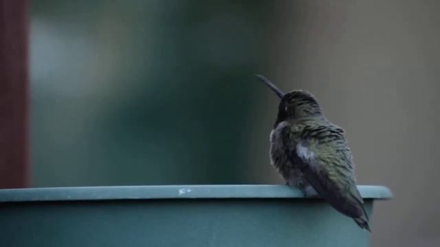 Hummingbird Staredown смотреть онлайн