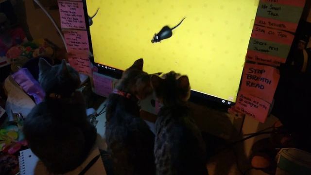 Cats VS Mice on iMac смотреть онлайн