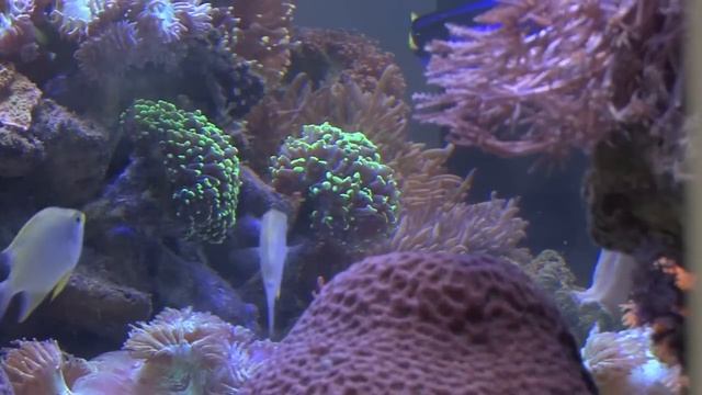 Aquarium 3.0 смотреть онлайн