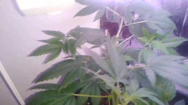CFL Veg update #3 смотреть онлайн