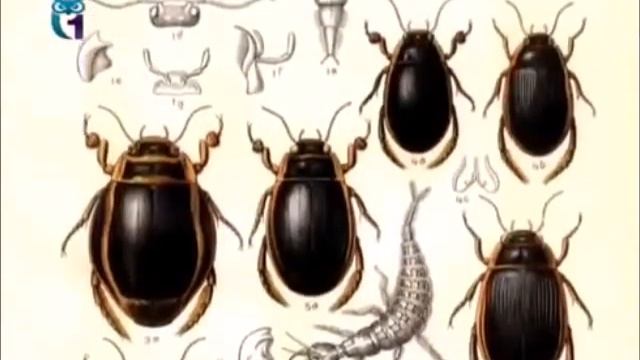 Плавунцы смотреть онлайн