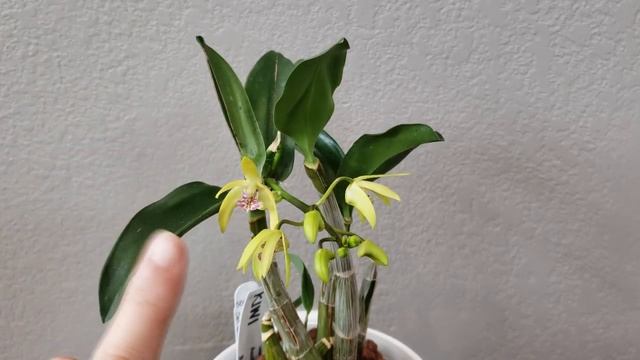 What's In Bloom: Apr 2019 смотреть онлайн