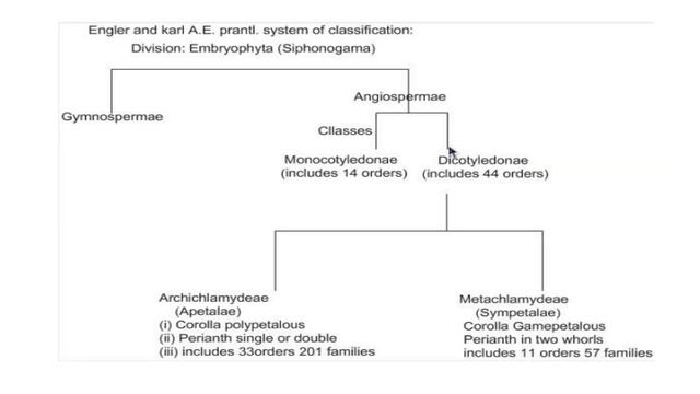 Engler and Prantl's System of Classification смотреть онлайн