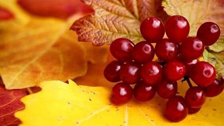 Добрый День - Пожелания доброго дня #Красивыепожелания #добромдень #доброгодня смотреть онлайн