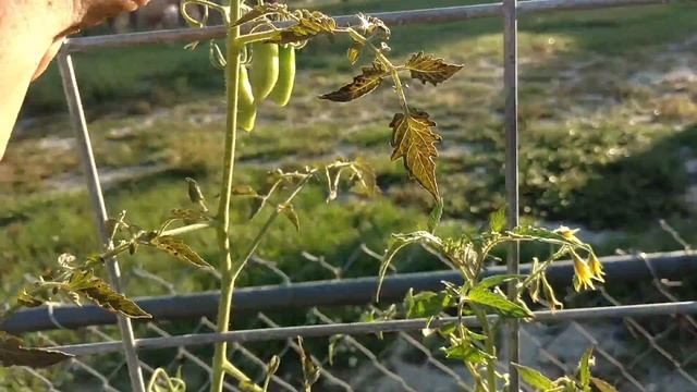 Straw Bale, Back to Eden, Raised Bed, Tower, Permaculture Garden Update: Week 11 смотреть онлайн