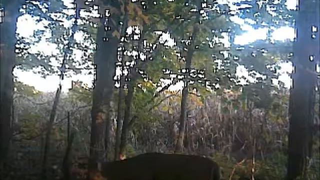 Buck checking doe.wmv смотреть онлайн