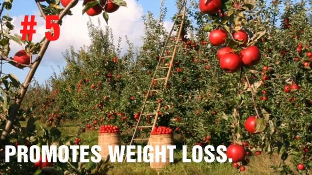 HEALTH BENEFITS OF EXOTIC FRUIT APPLE | NUTRITION FACTS | KNOW YOUR FRUIT | смотреть онлайн