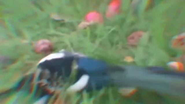 How do you like them apples?? смотреть онлайн