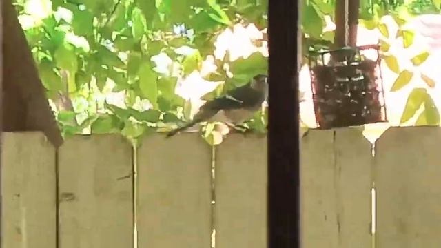 Blue Jay outside my kitchen window смотреть онлайн