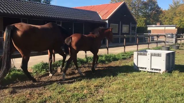 filly 2018 Halifax van het Kluizebos with Numero Uno x Cento x Voltaire mare 2014. смотреть онлайн