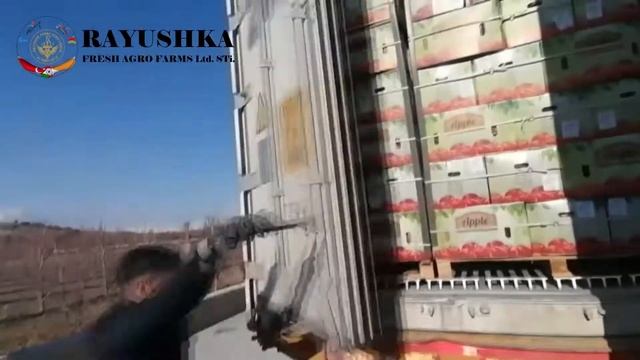 RED DELICIOUS APPLE | TURKEY | INDIA | EXPORT смотреть онлайн