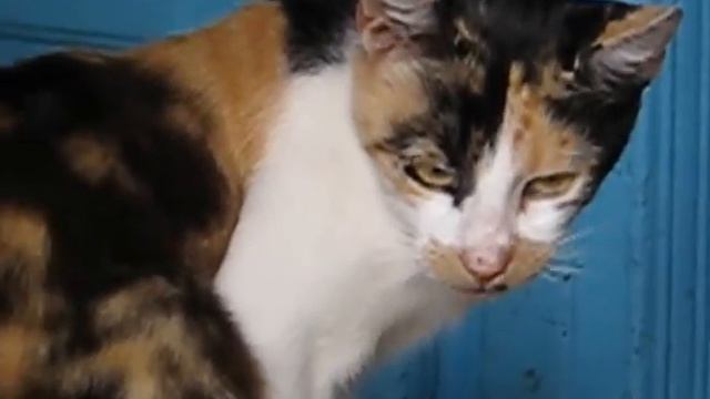 R.I.P.wmv смотреть онлайн