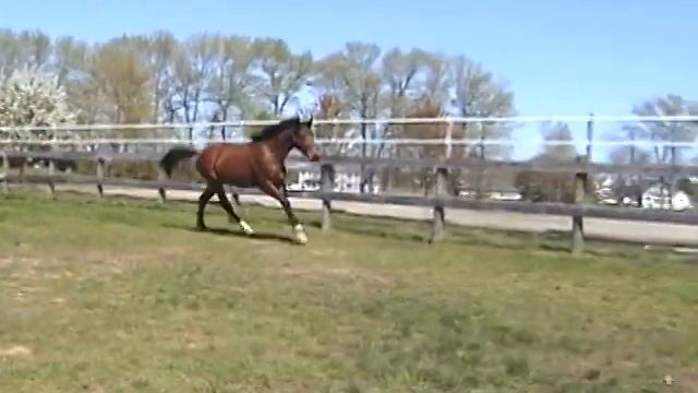 Dahlgren KIS First Free Jump.mpg смотреть онлайн