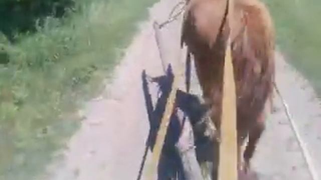 Обкатка лошиці смотреть онлайн