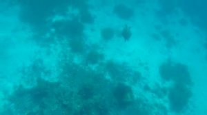 черепахи