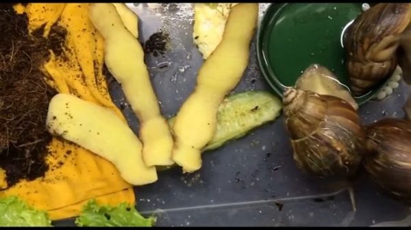 Ташкент. Мои новые питомцы.