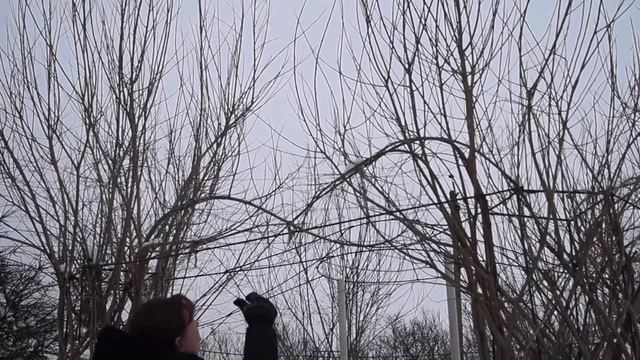 Русская ива. Зимний видео-обзор. Живая плетеная беседка.