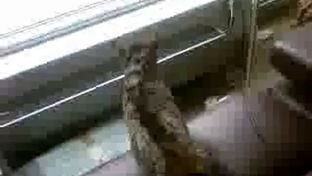 Bobby is window watching and Cindy is back under the bed! смотреть онлайн