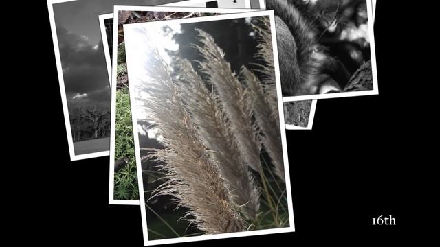 wildsnaps365 january 2015 смотреть онлайн