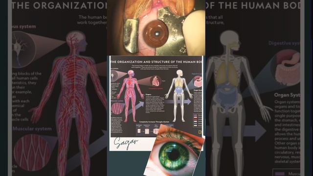 "The Amazing Facts About Our Eyes: A Window to the World" смотреть онлайн