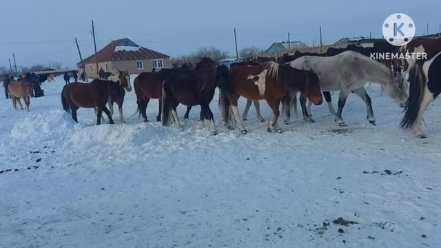 Жизнь в селе#Казахстан#Забираем лошадей домой. смотреть онлайн