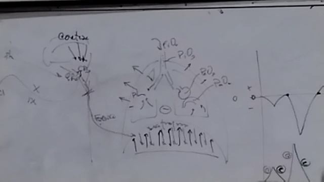 Fisiología - Clase Nº20 - 11/10/23 смотреть онлайн