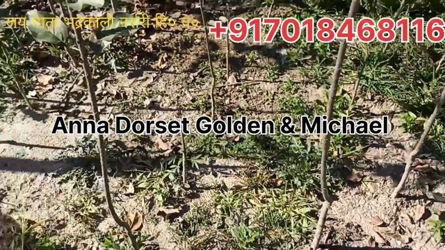 Apple Variety Anna, Dorset Golden & Michael for sale at huge discounted Prices. call Now 7018468116 смотреть онлайн